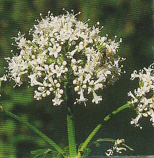 JT Kräuter Baldrian.jpg